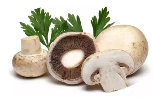 吃瓜爆料蘑菇视频